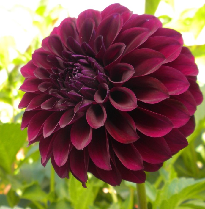Where-Does-the-Exquisite-Black-Dahlia-Gets-Its-Color-From-2